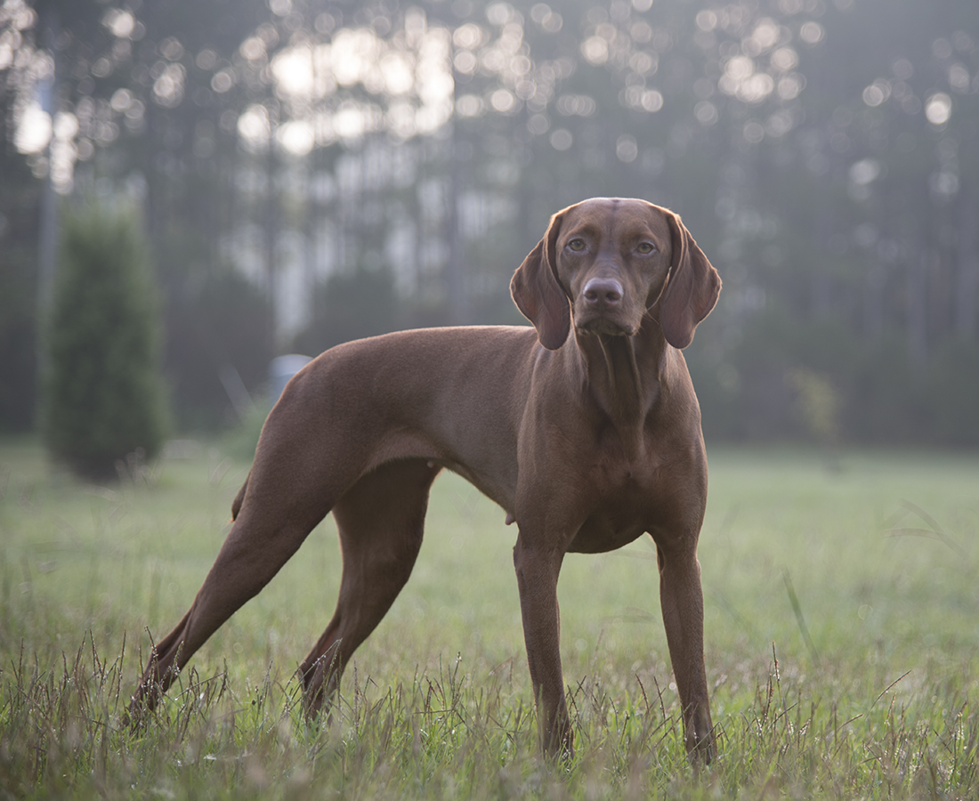 Antares Vizslas Home Page